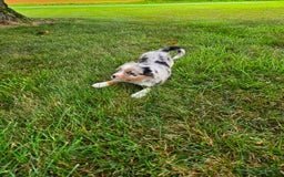 Miniature Australian Shepherd dogs for sale: Angel - Image 3