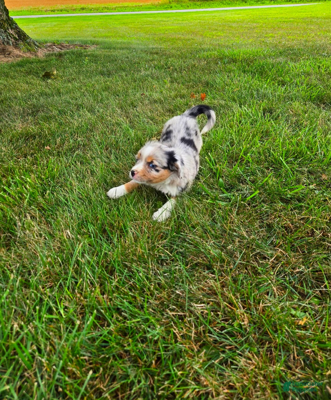Miniature Australian Shepherd dogs for sale: Angel - Image 3