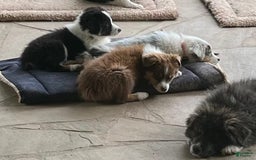 Australian Shepherd dogs for sale: Zoey - Image 4
