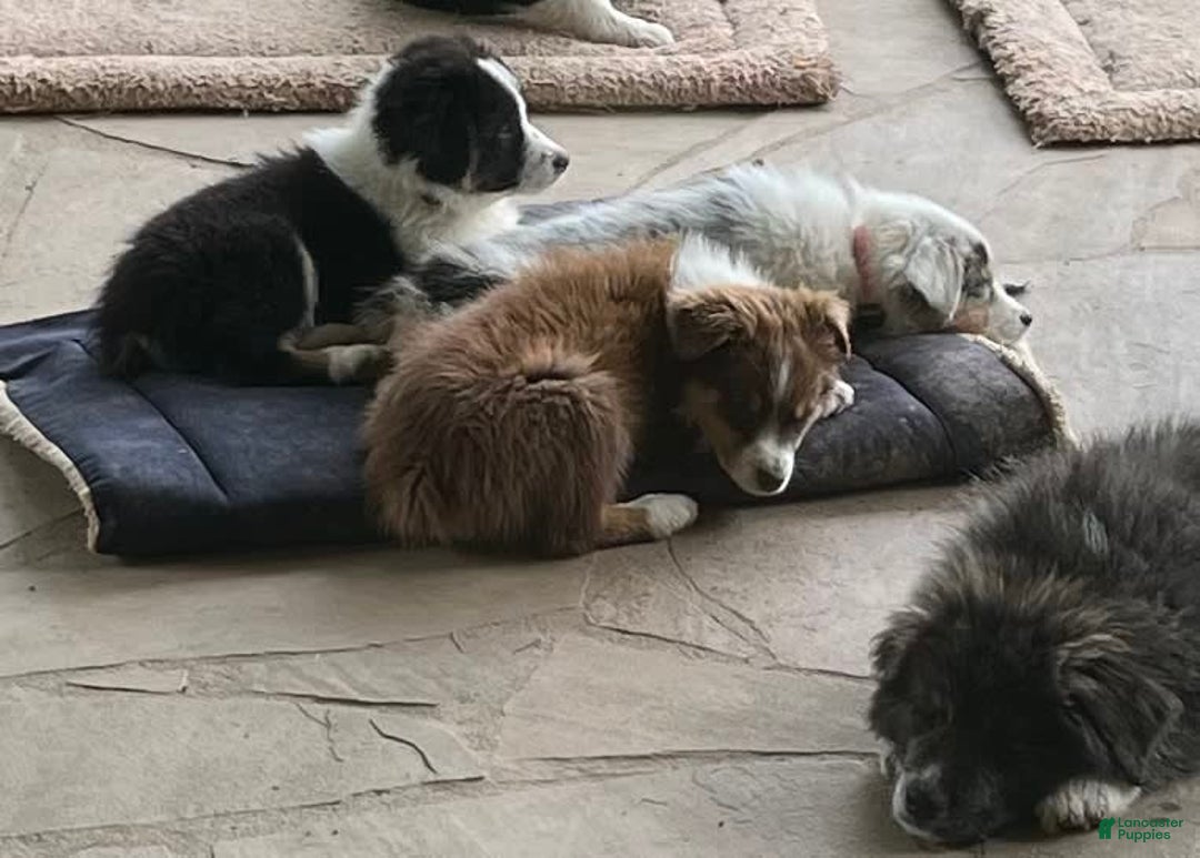 Australian Shepherd dogs for sale: Zoey - Image 4