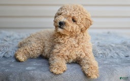 Toy Poodle dogs for sale: Honey - Image 4