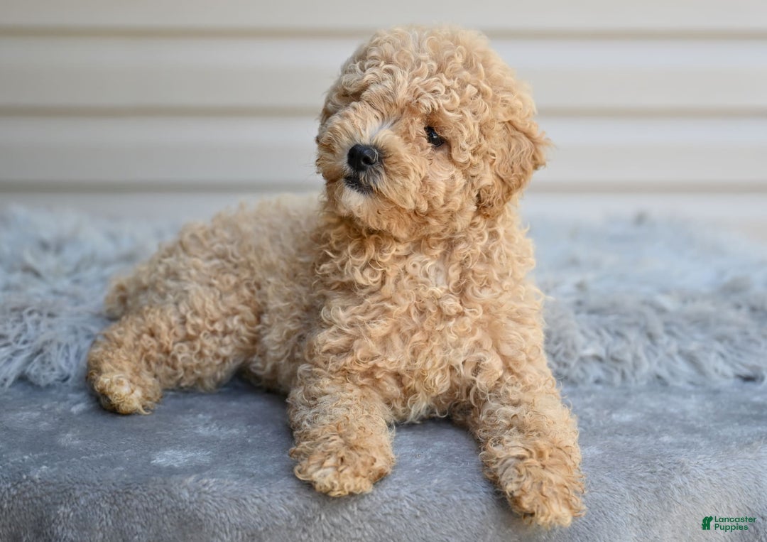 Toy Poodle dogs for sale: Honey - Image 4