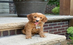 Goldendoodle dogs for sale: Layla - Image 10