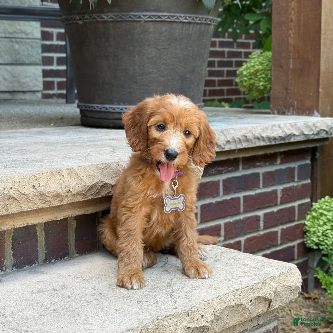 Goldendoodle dogs for sale: Layla - Image 10