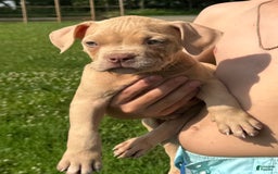 American Bully dogs for sale: Teddy - Image 5