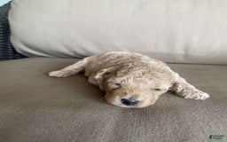 Toy Poodle dogs for sale: Sugar - Image 2