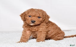 Mini Goldendoodle dogs for sale: Petite Scotty - Image 9