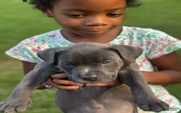 American Bully dogs for sale: Midnight - Image 1