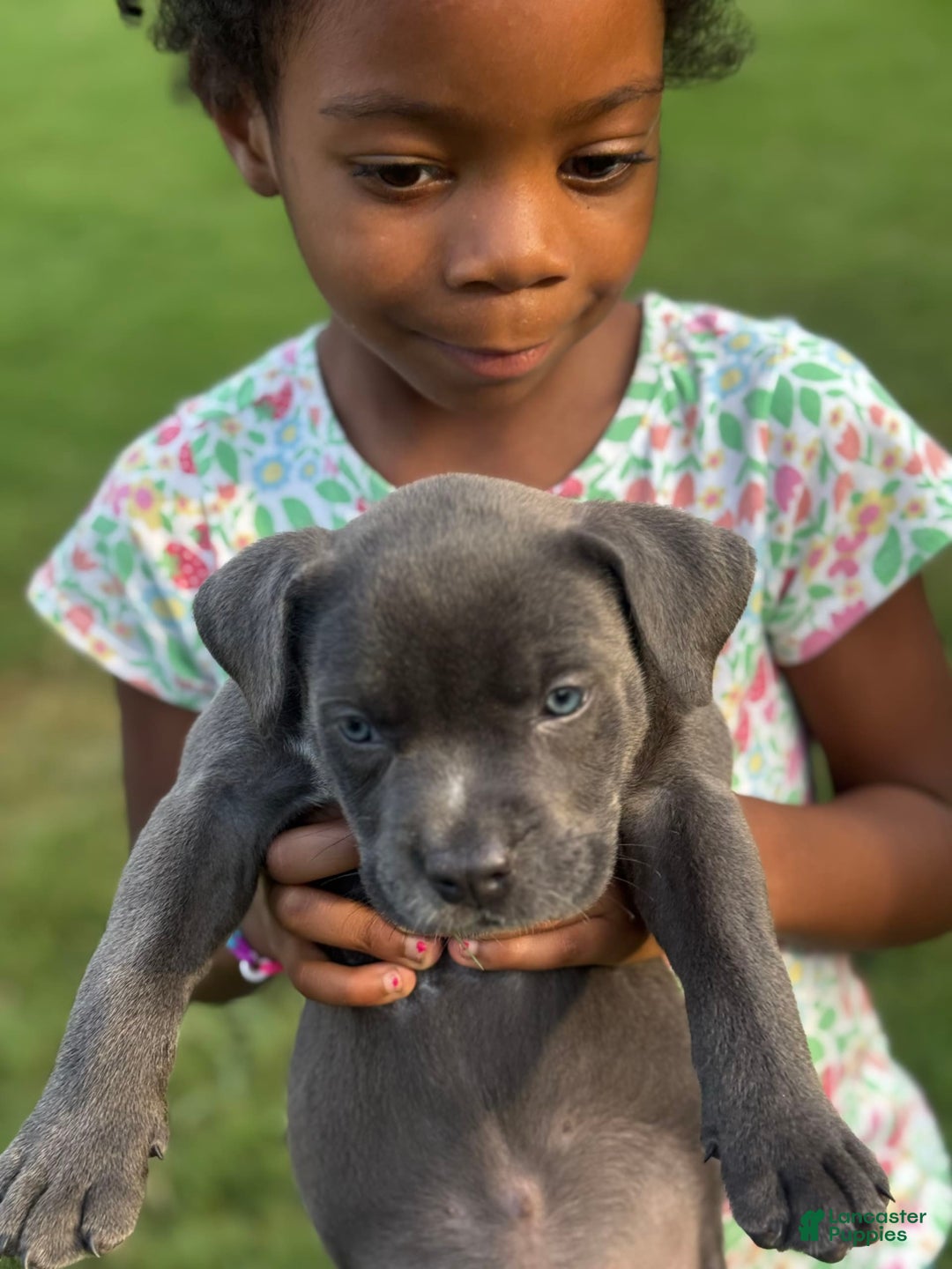 American Bully dogs for sale: Midnight - Image 1