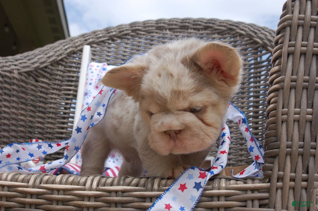 French Bulldog dogs for sale: Nate - Image 7
