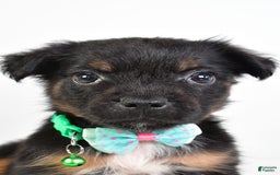 French Bulldog dogs for sale: Clyde - Image 8