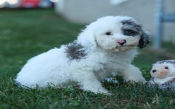 Bichpoo dogs for sale: Bowie - Image 6
