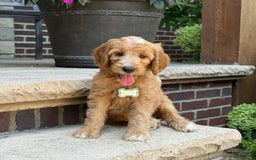 Goldendoodle dogs for sale: Mia - Image 3
