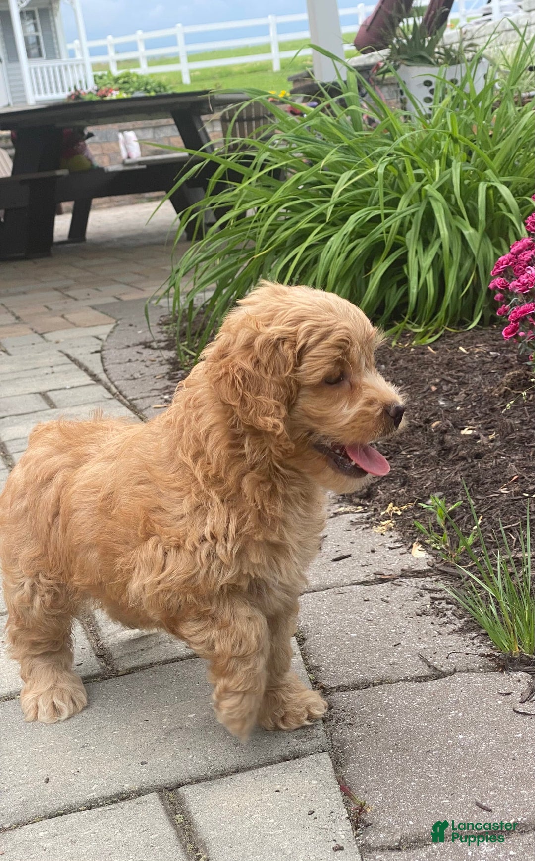 Cockapoo dogs for sale: Nala - Image 5