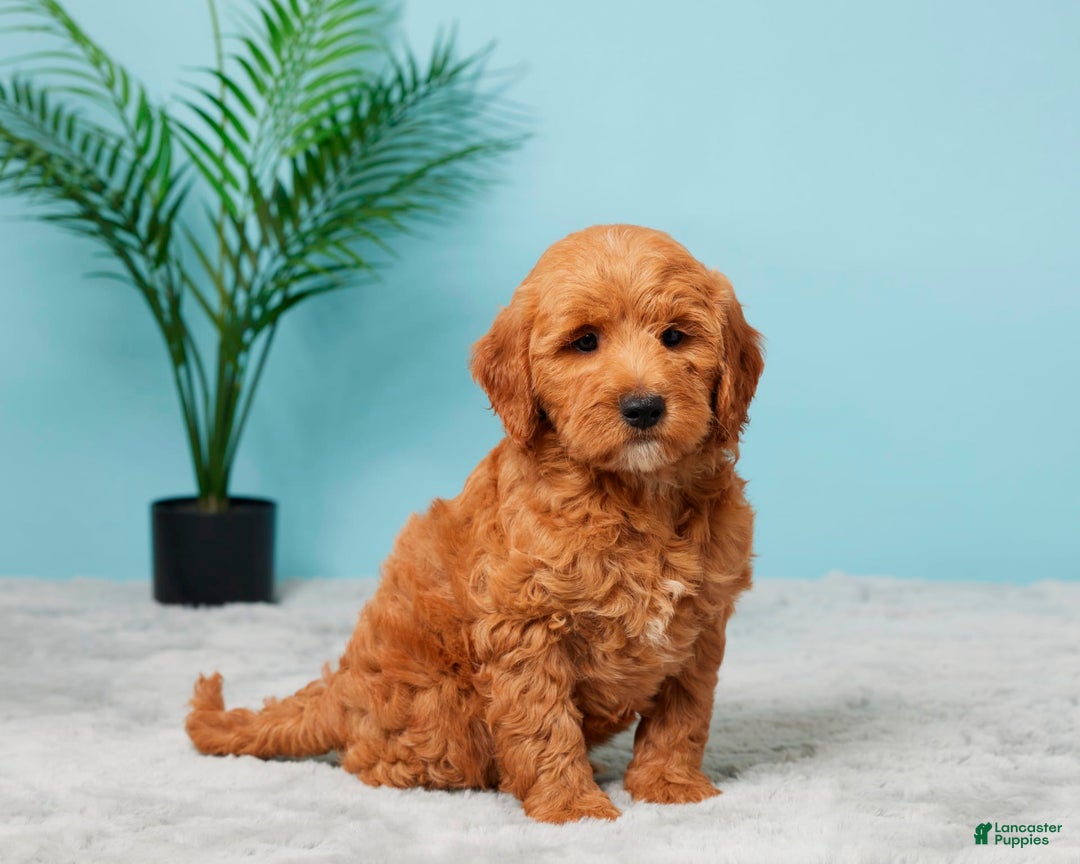 Mini Goldendoodle dogs for sale: Allison - Image 4