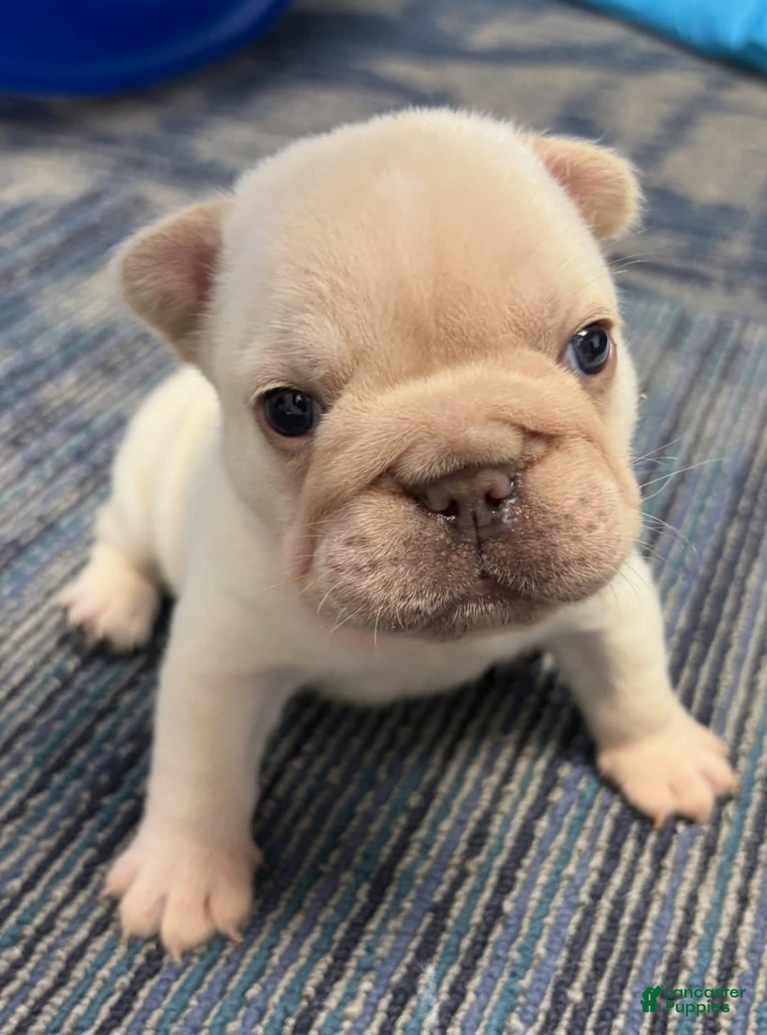 French Bulldog dogs for sale: French Bulldog 2 puppies - Image 1