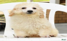 Bichpoo dogs for sale: Mose - Image 6