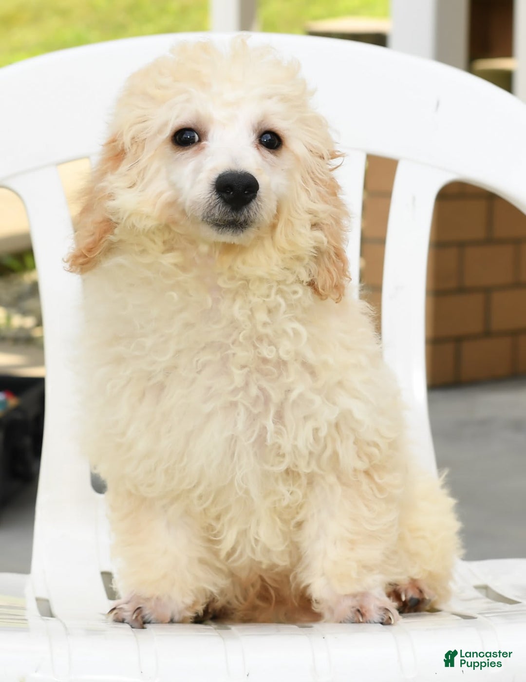 Bichpoo dogs for sale: Mose - Image 6