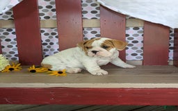 Beabull dogs for sale: Alex - Image 4