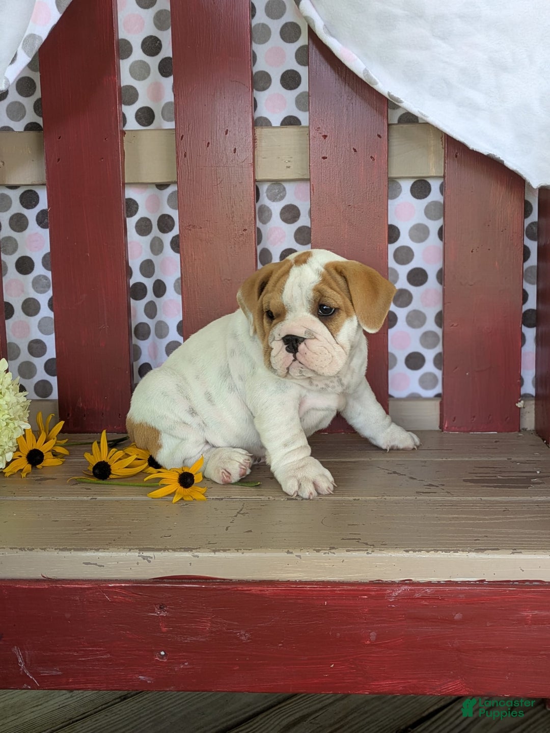 Beabull dogs for sale: Alex - Image 4