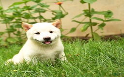 Shiba Inu dogs for sale: Petunia - Image 2