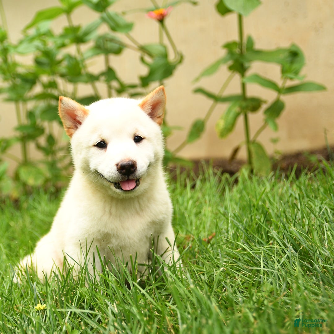 Shiba Inu dogs for sale: Petunia - Image 2