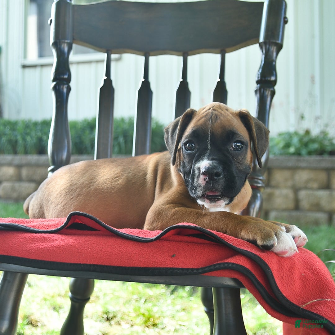 Boxer dogs for sale: Faye - Image 4