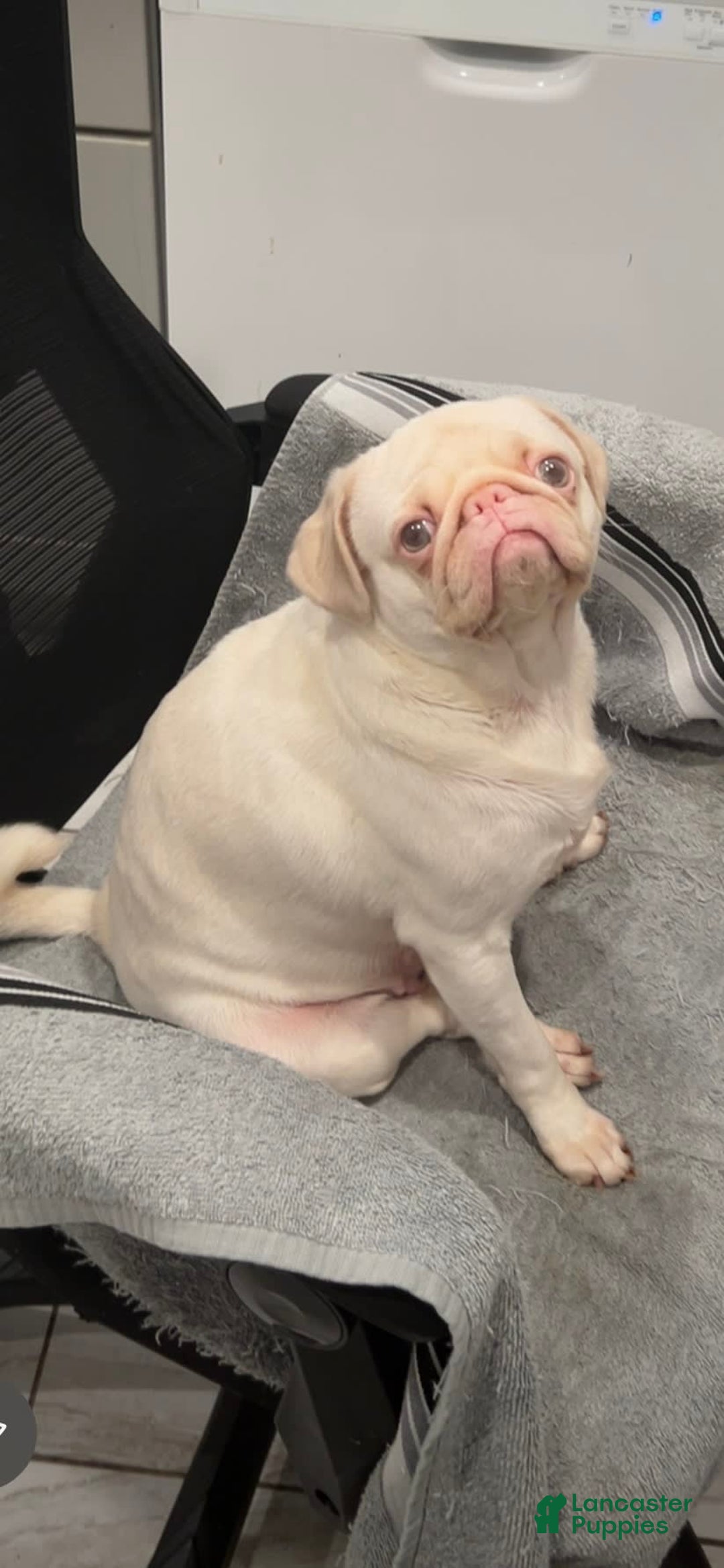 Pug dogs for sale: Mabel - Image 4
