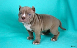 American Bully dogs for sale: Lilac Male - Image 3