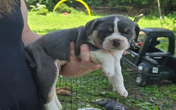 Olde English Bulldogge dogs for sale: Penny - Image 1