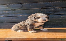 Mini Bernedoodle dogs for sale: Rambo - Image 5