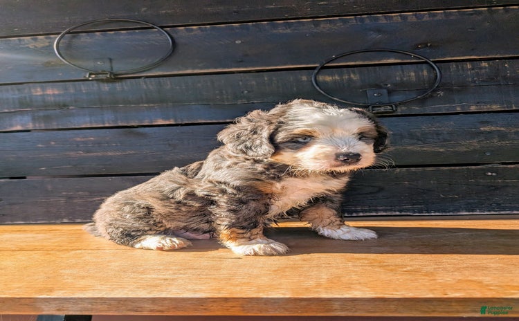 Mini Bernedoodle dogs for sale - Ad 4