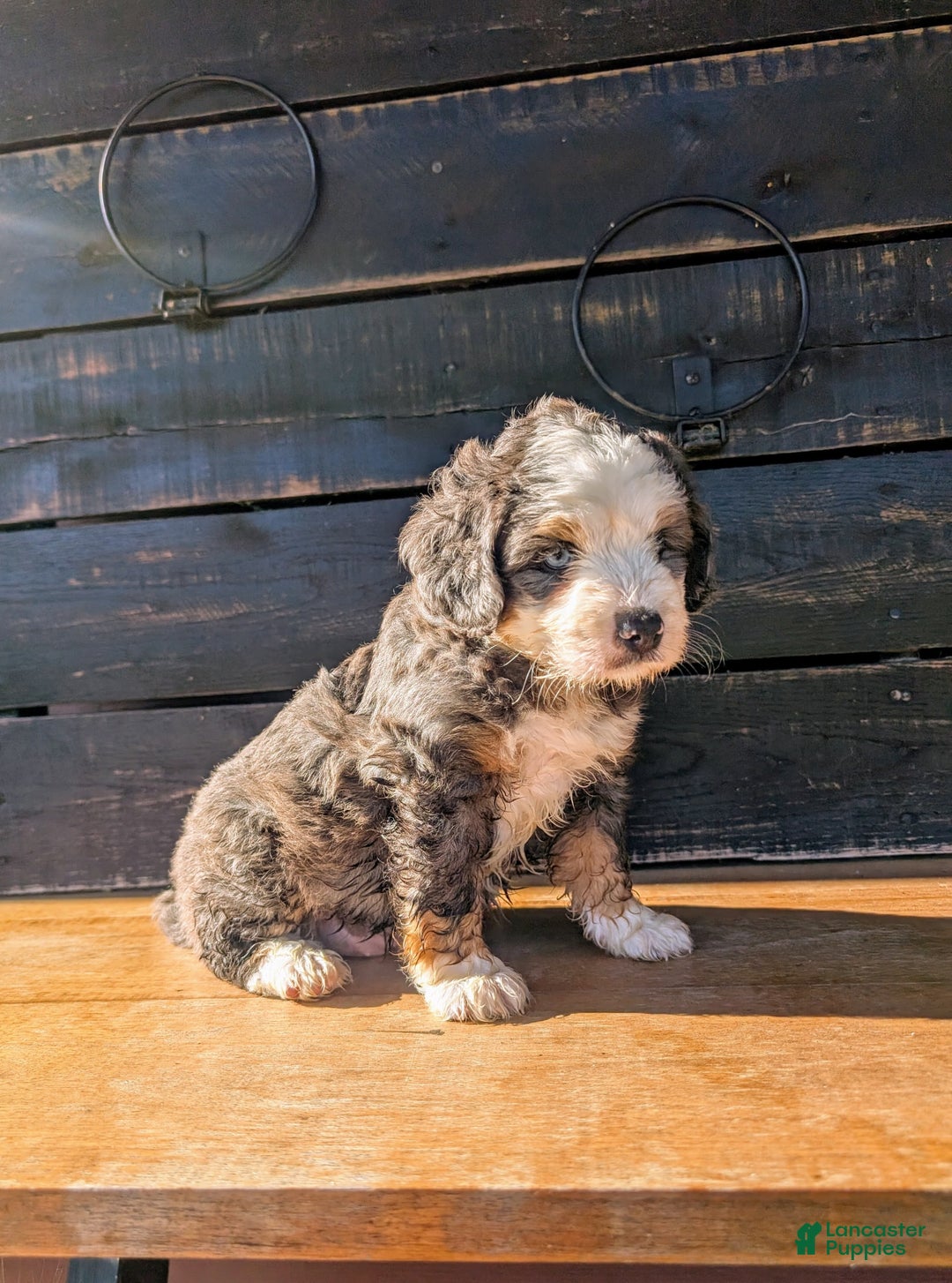 Mini Bernedoodle dogs for sale: Rambo - Image 5