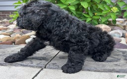 Portuguese Water Dog dogs for sale: Duke - Image 2