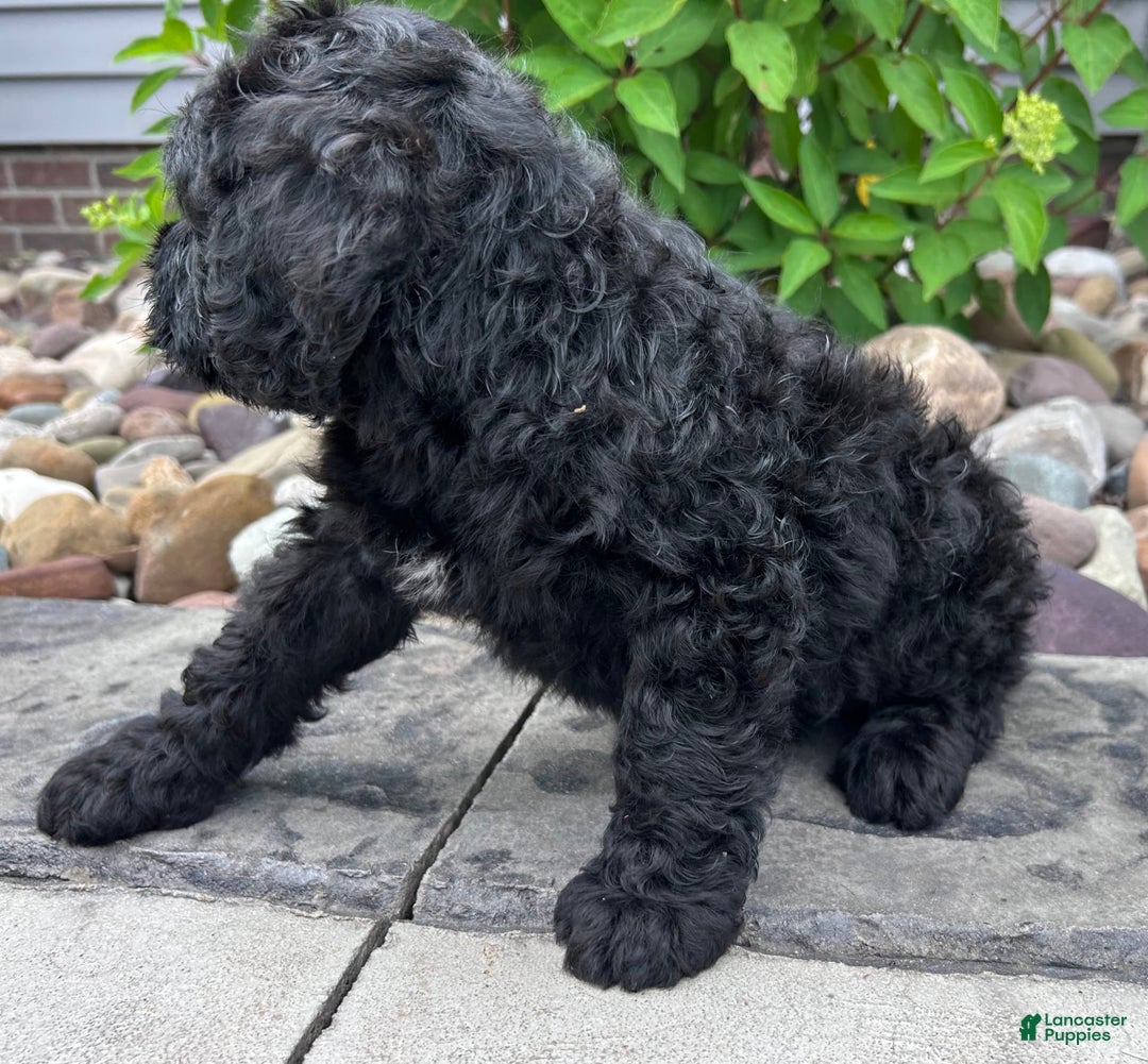 Portuguese Water Dog dogs for sale: Duke - Image 2