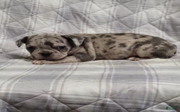 Frenchton dogs for sale: Addy - Image 2