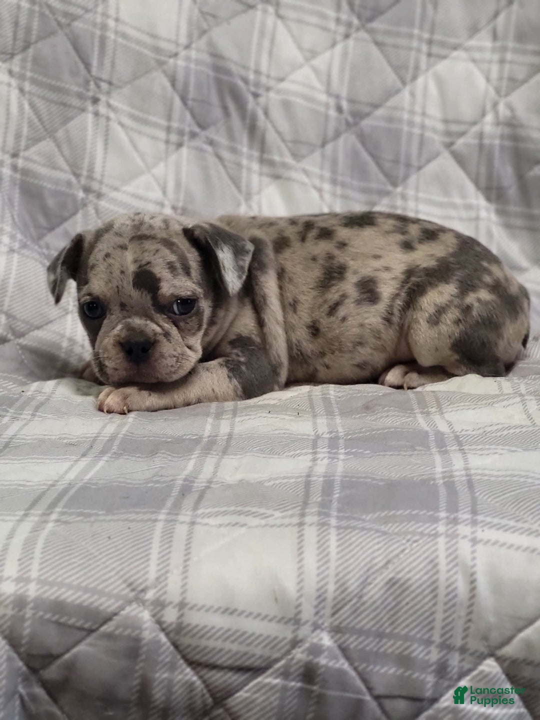 Frenchton dogs for sale: Addy - Image 2