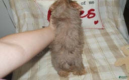 Yorkshire Terrier dogs for sale: Duke - Image 2