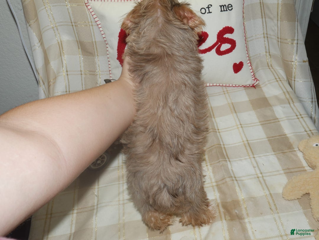 Yorkshire Terrier dogs for sale: Duke - Image 2