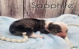 Chinese Crested dogs for sale: Sapphire - Image 2