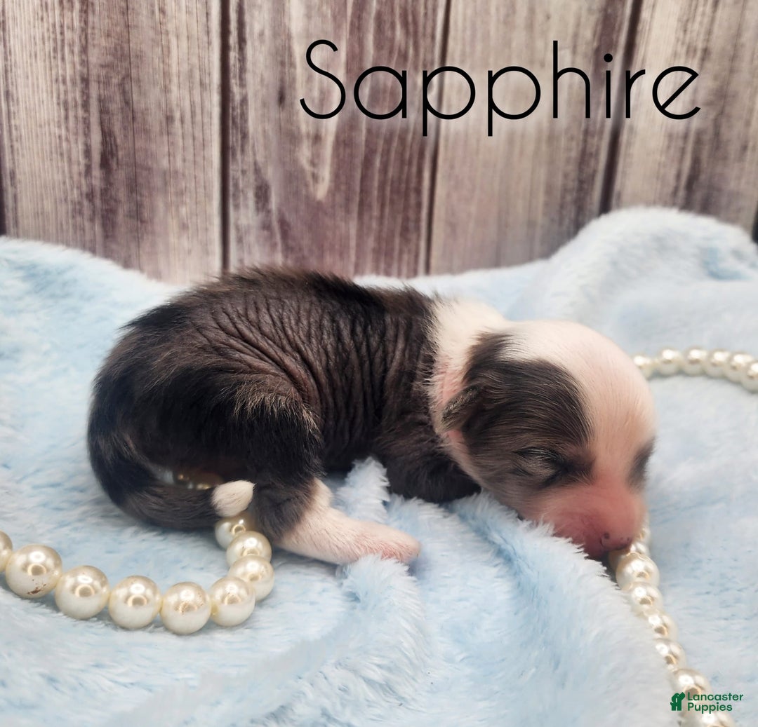 Chinese Crested dogs for sale: Sapphire - Image 2