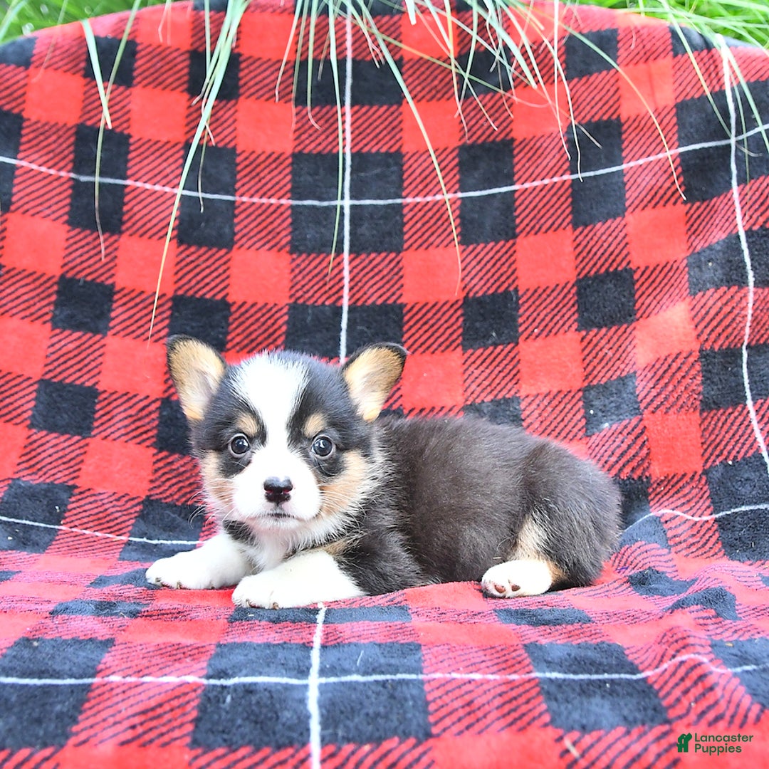 Welsh Corgi Pembroke dogs for sale: Sarge - Image 2