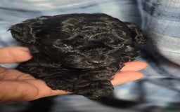 Toy Poodle dogs for sale: Paisley Male - Image 4