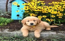 Golden Retriever dogs for sale: Felicity - Image 5
