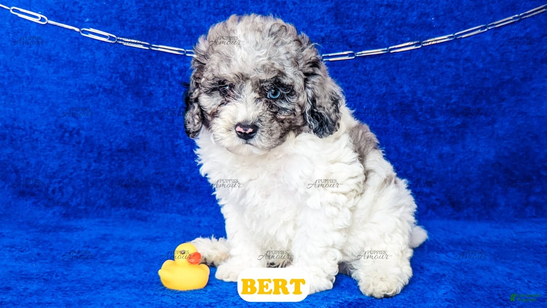 Cavapoo dogs for sale: Bert - Image 10