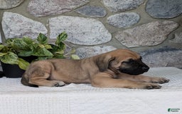 English Mastiff dogs for sale: Bear - Image 5