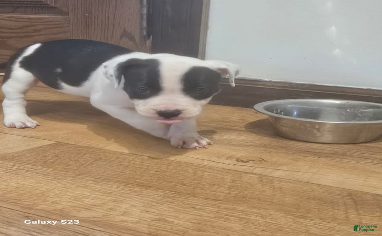 American Bully dogs for sale - Ad 3