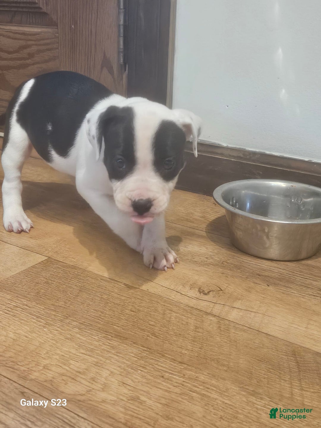 American Bully dogs for sale: Chunky "chip" - Image 1