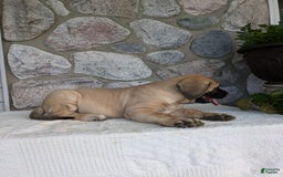 English Mastiff dogs for sale: Bear - Image 14