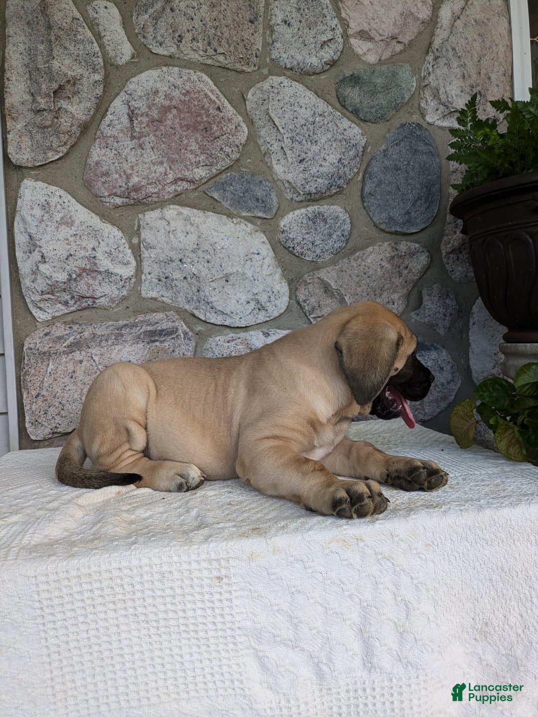 English Mastiff dogs for sale: Bear - Image 14